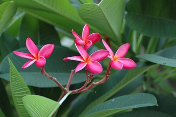 DSC_2706A.jpg