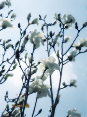 IMG_4669.JPG