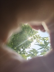 1000007591