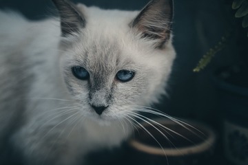 12738