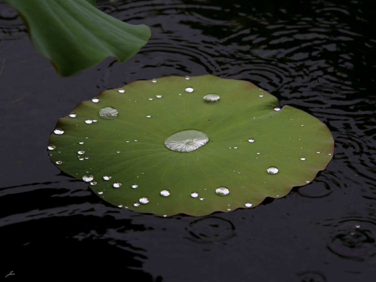 夏荷四荷叶与水
