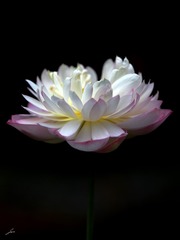 0082
