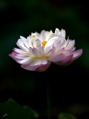 0083