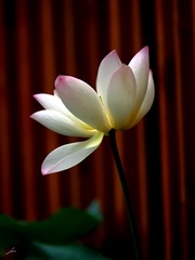 0080