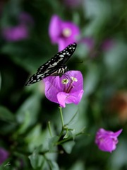 033