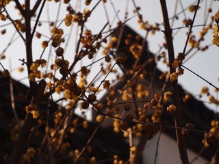 P1252972.JPG