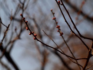 P1252918.JPG