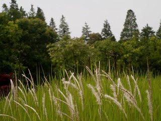 P5203993.JPG