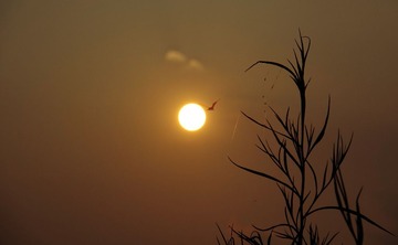 _DSC0279