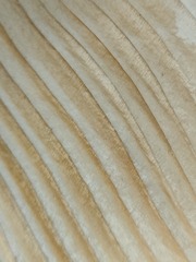 1000072299