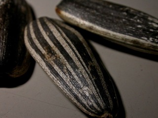 DSCN6124.jpg