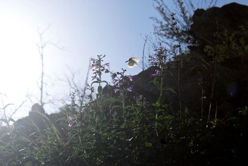 _DSC0023.jpg