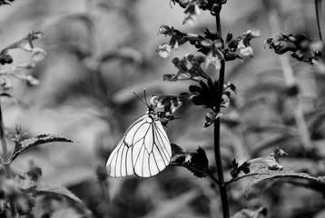 _DSC0048.jpg