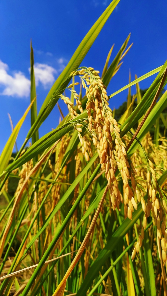 夏天收稻谷的场景依旧怀念