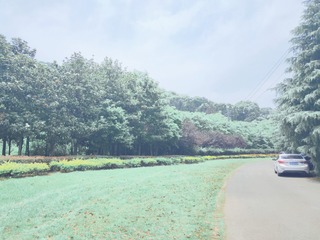 547515