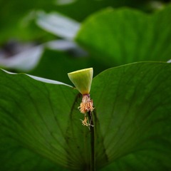 IMG_4049.JPG