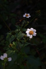 7065F9CA-C714-4E27-AA76-15678D86F237/L0/001