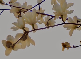 9982AB23-47EA-4A41-BA3B-6C0B167F7EB6/L0/001
