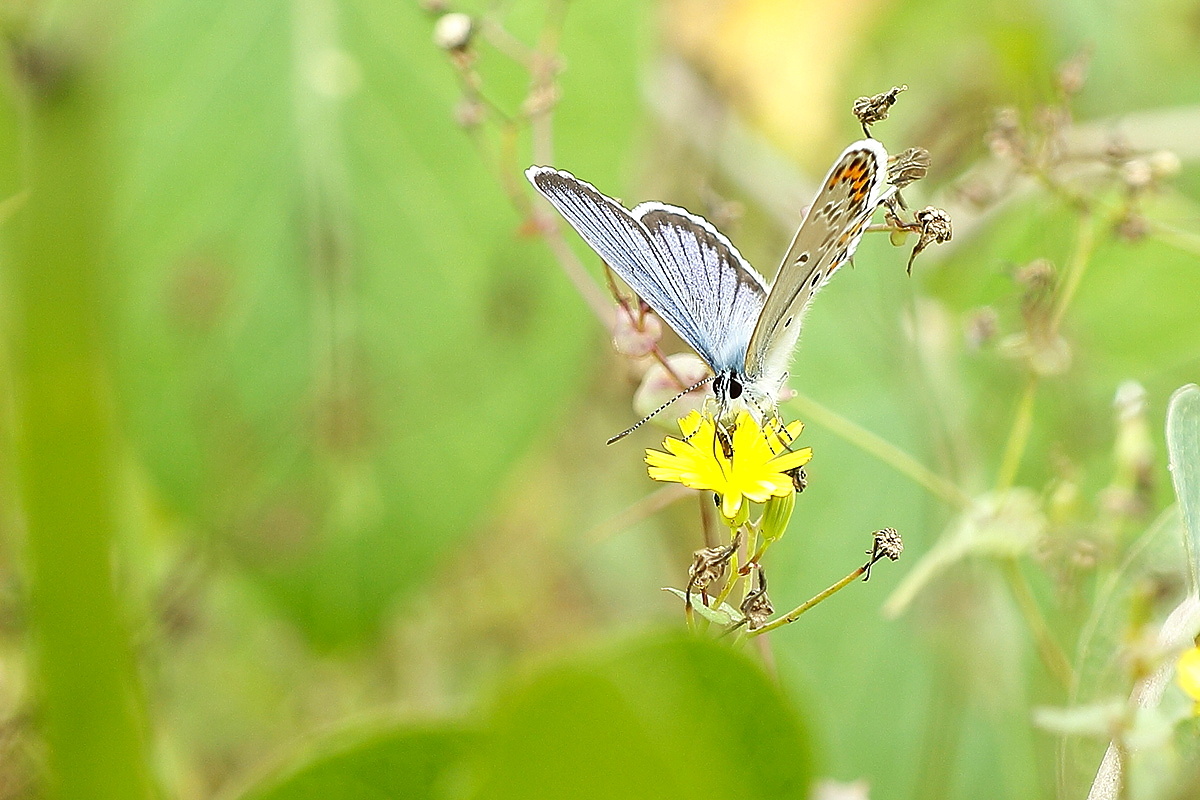 梁山伯与祝英台
