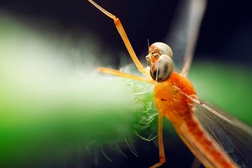 蜉蝣