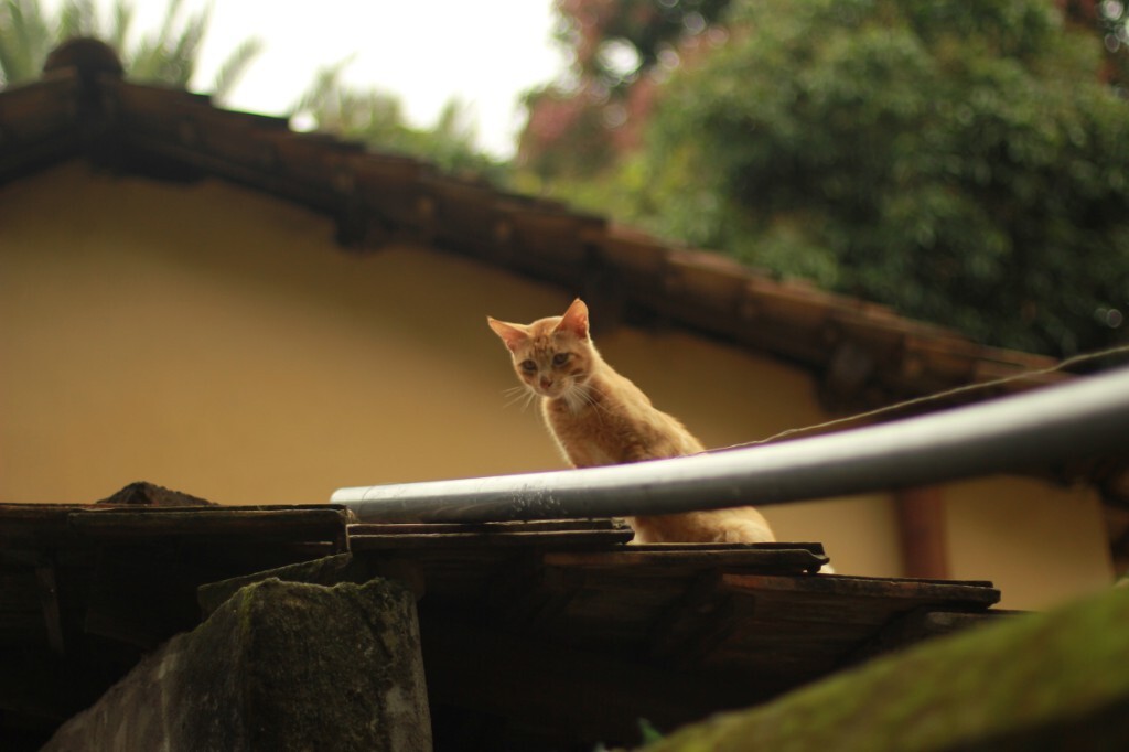 睡午觉的猫
