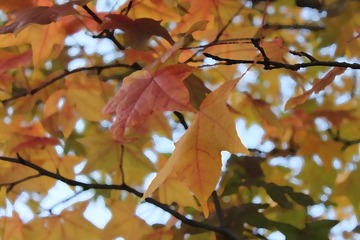 IMG_0730.JPG