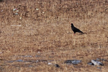 DSC_0986.jpg