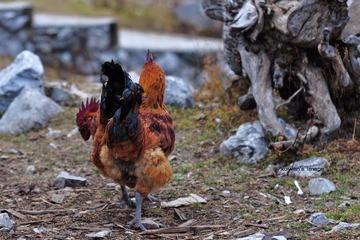 DSC_0463.jpg