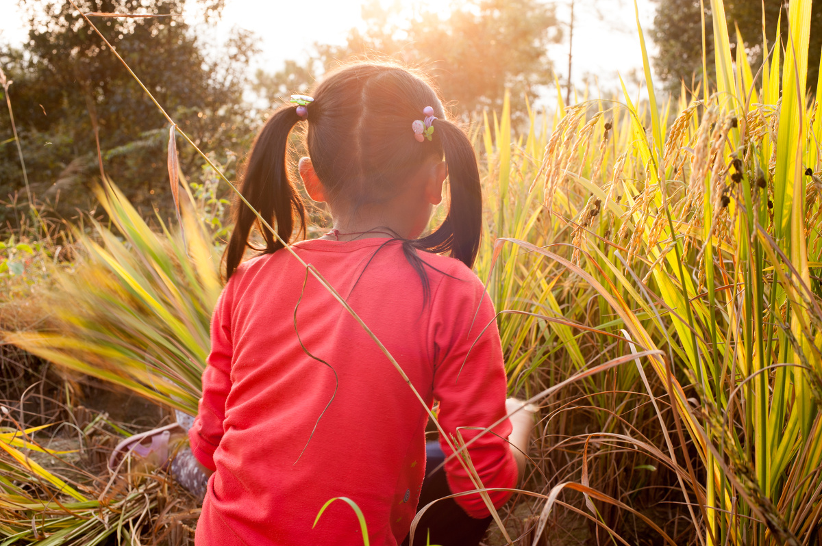 大姐大的背影老幺.老幺的手小,一次只能割下2茬.