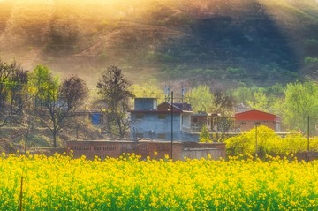 常河村油菜花2