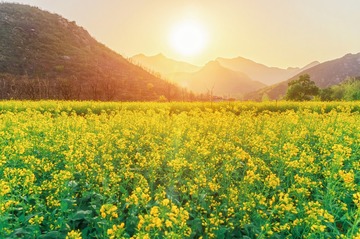 长河村油菜花1