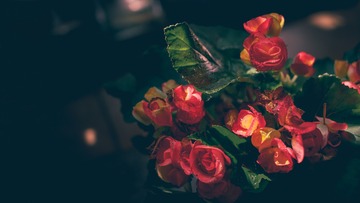 14054262