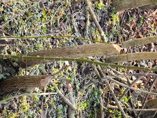 DSCN0075.JPG