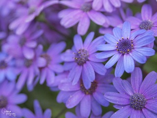 P5316291.jpg