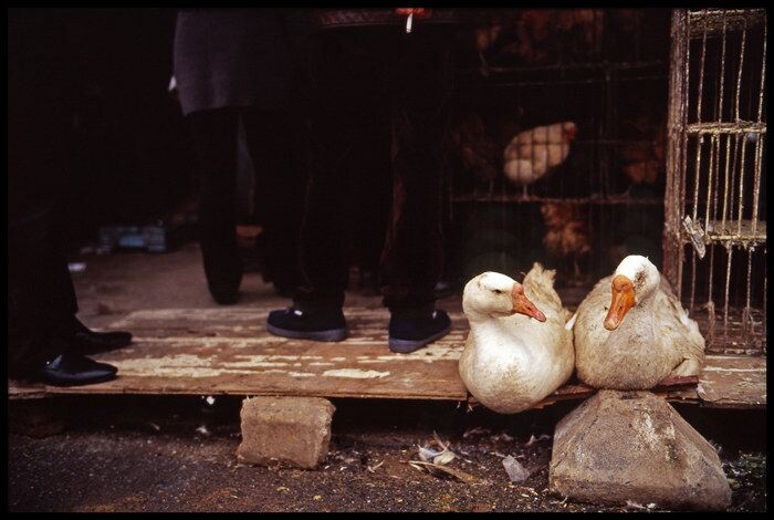 leica-3514vs-201203063<br />