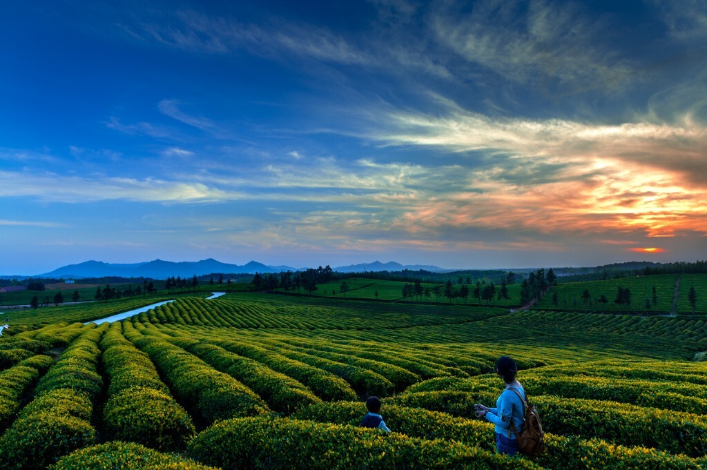 夕阳下的茶园风光，片中那对母子是茶园主人的老婆和儿子，他们世世代代以种茶，采茶为生．