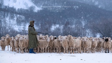 《牧羊人》