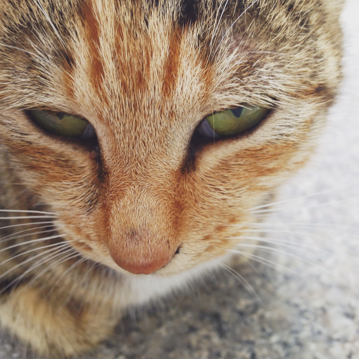 氪金猫眼学校宿舍很多猫老斑鸠93关注