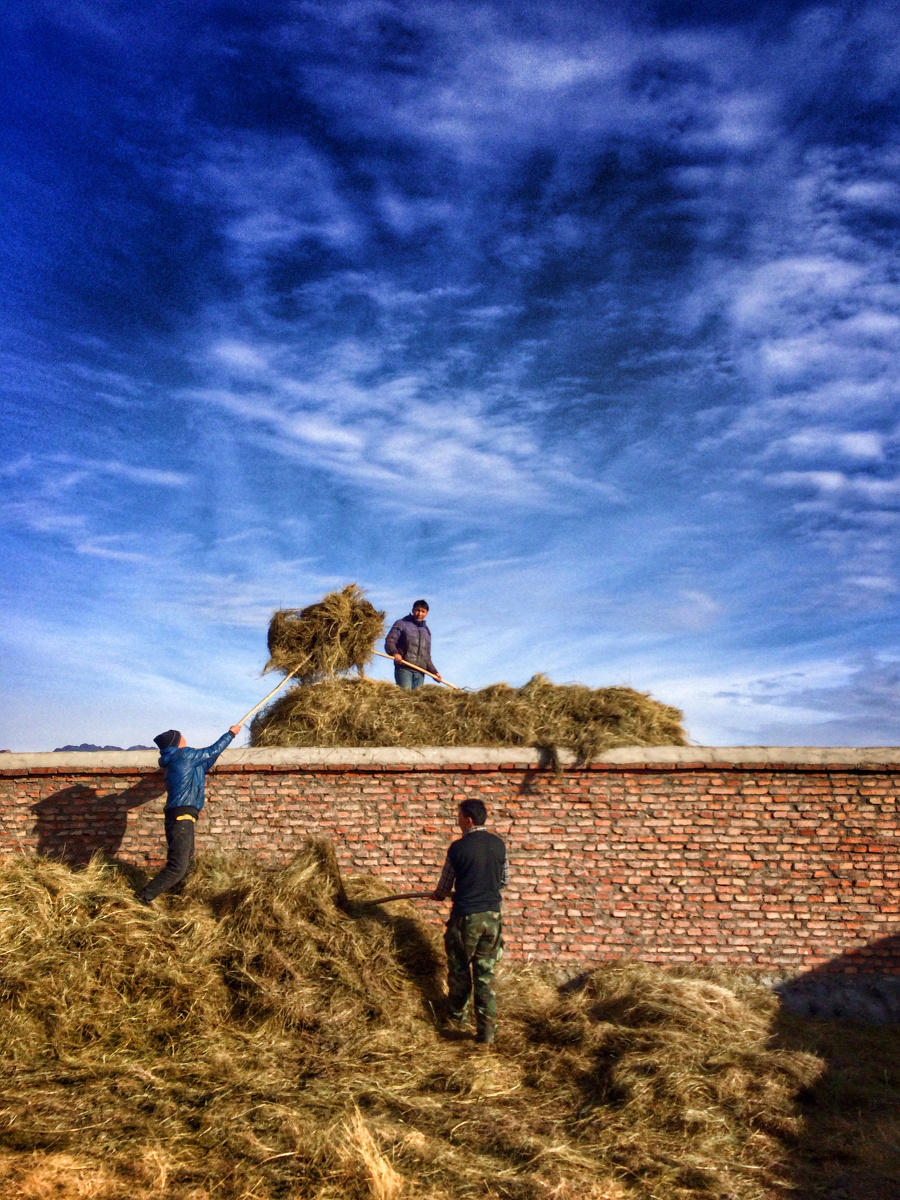 牧民家往山里运牲畜的口粮