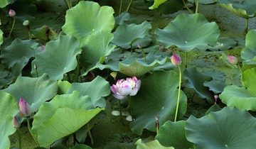 DSC_1127_看图王