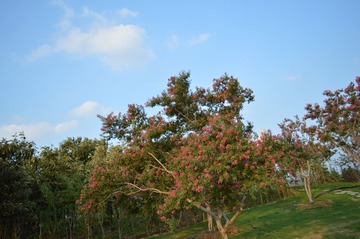 DSC_1070_看图王