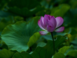 _DSC0804