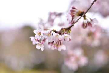 _DSC0320_00003