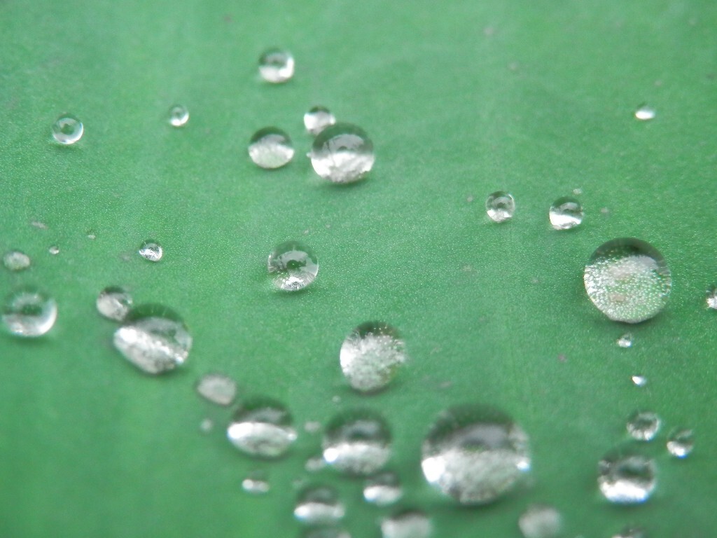 芋头叶上满是水珠，他们凌乱的排列着，看起来却那样美，那么自然，他们不叫人心动，谁叫人心动？