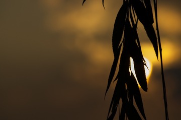 IMGP1442_1