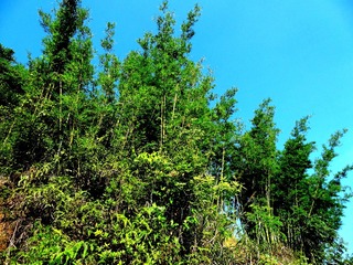 DSC00736_