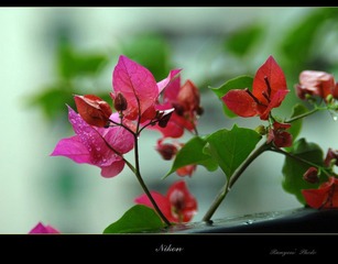 DSC_0966.JPG