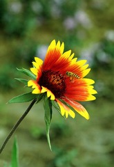 花溪 (8).JPG