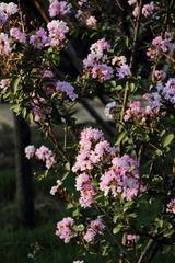 花溪 (10).JPG