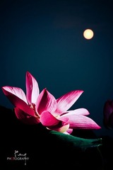 荷花.jpg